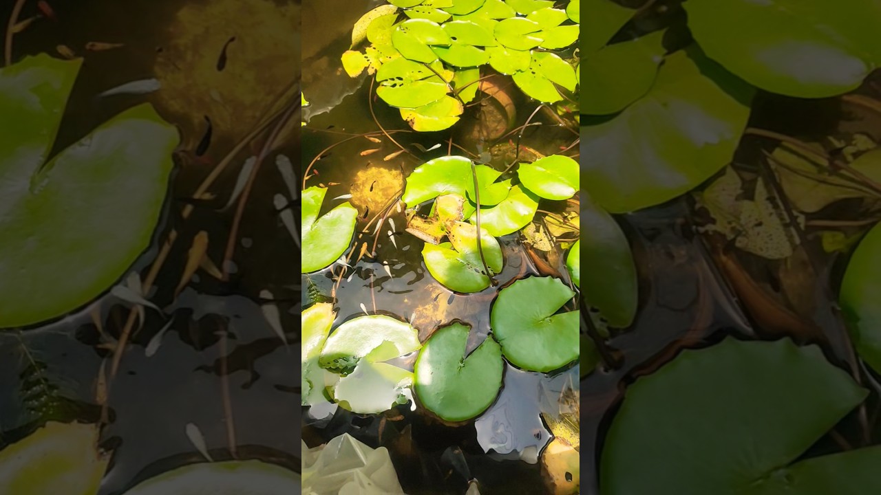 Water lily pond Setup|With Fish|