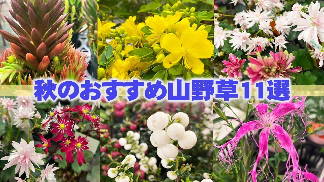 秋の山野草】山野草展でお得に購入！秋のおすすめ草花を紹介【花と緑の