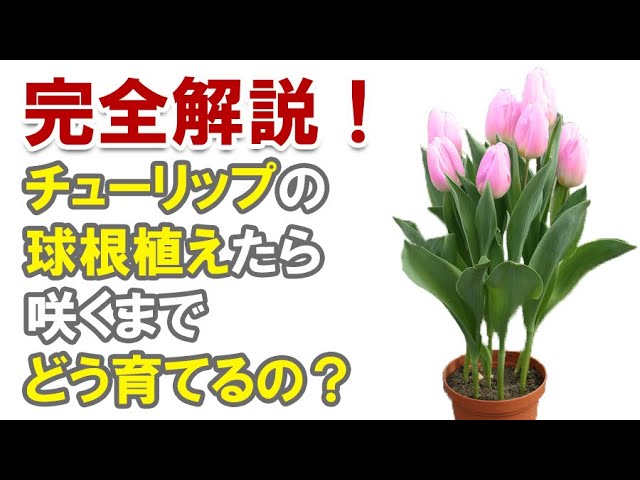 完全解説 超初心者向け チューリップの球根を植えてから咲くまで何すればいいの Youtube 完全解説 超初心者向け チューリップの球根を植えてから咲くまで何すればいいの Youtube