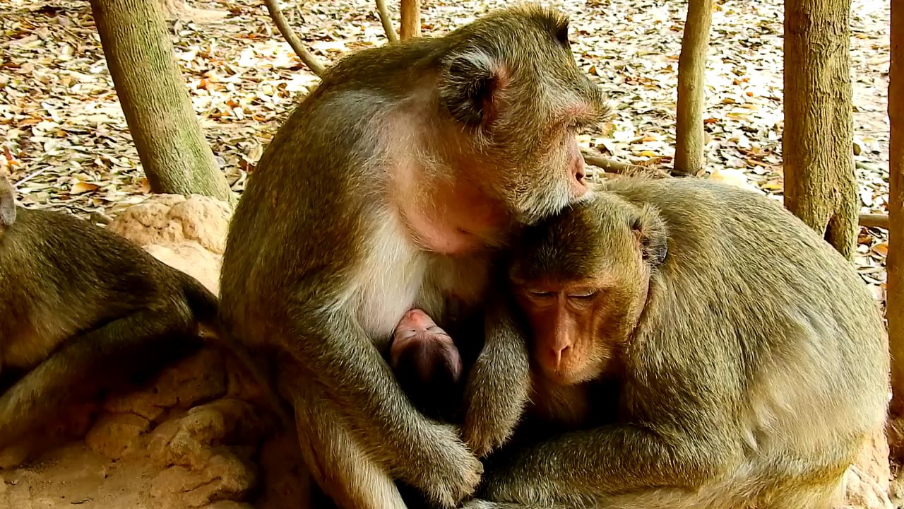 cute monkey pics Gino today so tired don't want to learn more, Bertha's breastfeed Gino and find louse other monkey,