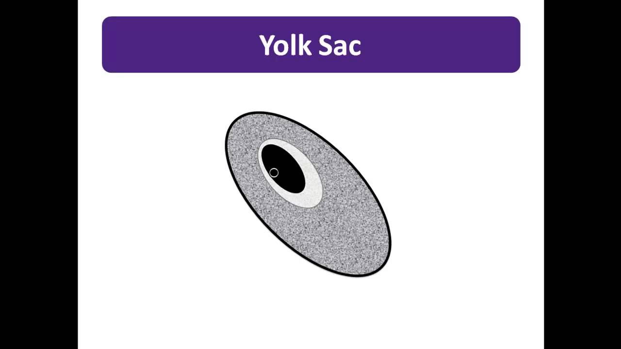 Basic Applications : Female Pelvis - Positive OB Study