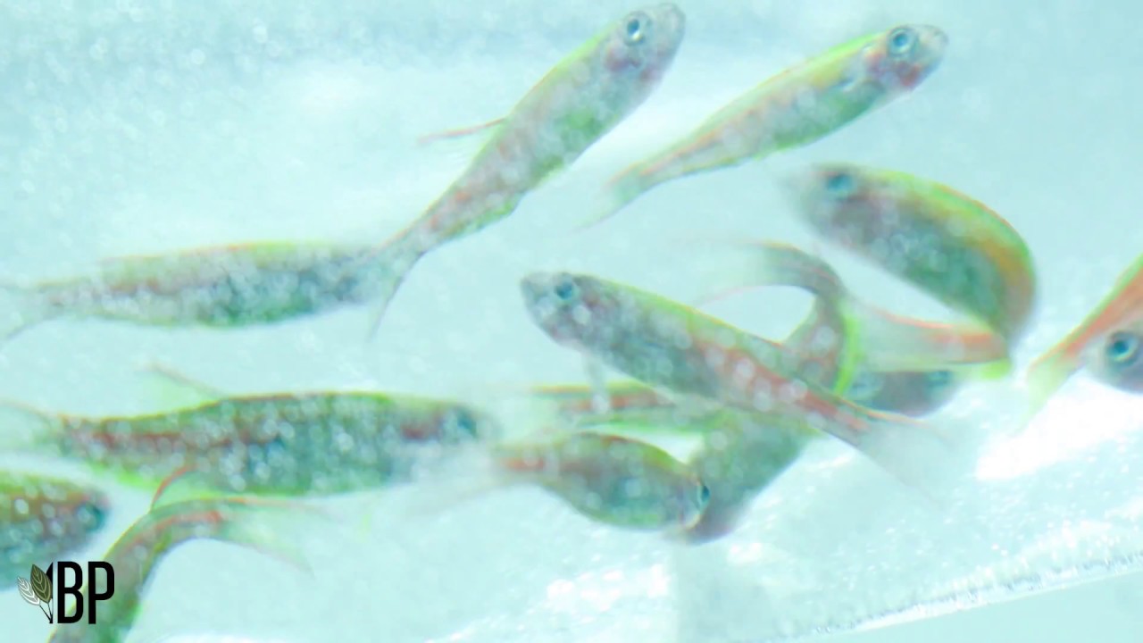 UNS Planted 60U - Introducing glowlight danios!