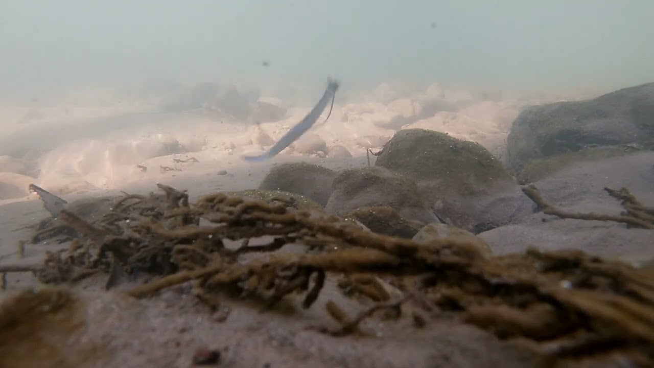 Z-man Hula Stickz underwater footage