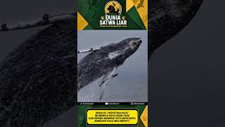 MENGAPA PAUS MELOMPAT‼️ #satwaliar #duniasatwaliar #edukasi #animalfacts #faktahewan #wildlife