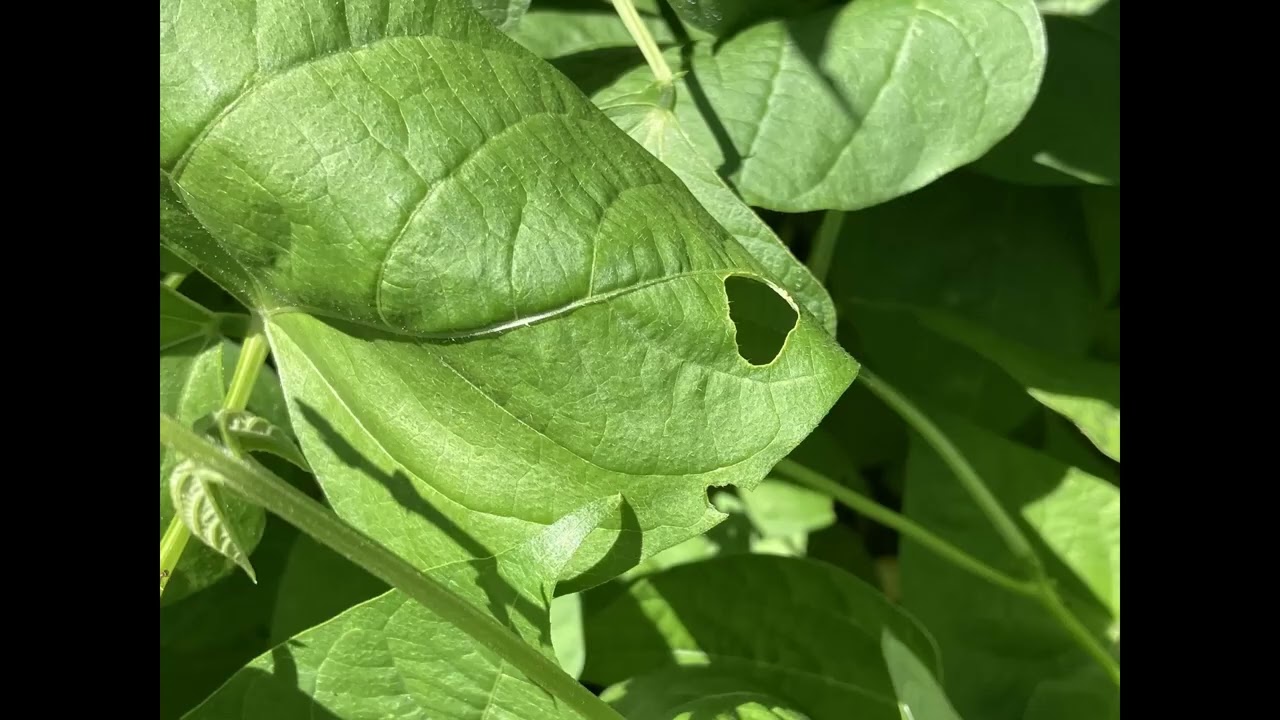 Early Summer Vegetable Problems