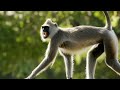 view A Baby Monkey is Caught in the Crossfire of a Fight digital asset number 1