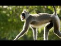 Tuft Baby Rescue and Survival