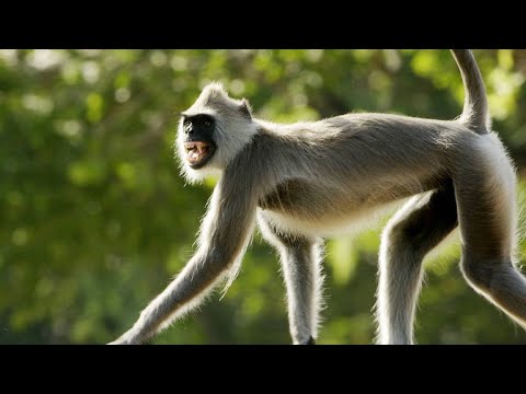 Film backdrop image for A Baby Monkey is Caught in the Crossfire of a Fight (2020)