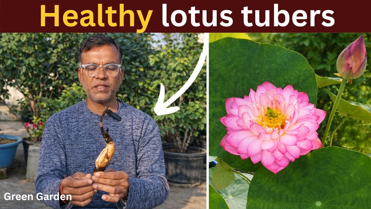 Seed नहीं, ऐसे लें Lotus Tuber वरना पछताएंगे