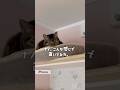 猫のイビキがお化けみたいなんですが…👻