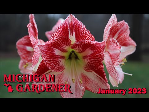 Michigan Gardener - January 2023