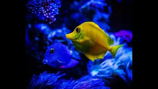 1 Hour Of Underwear Ambience Underwear White Noise Deep Sea Relaxation Sounds