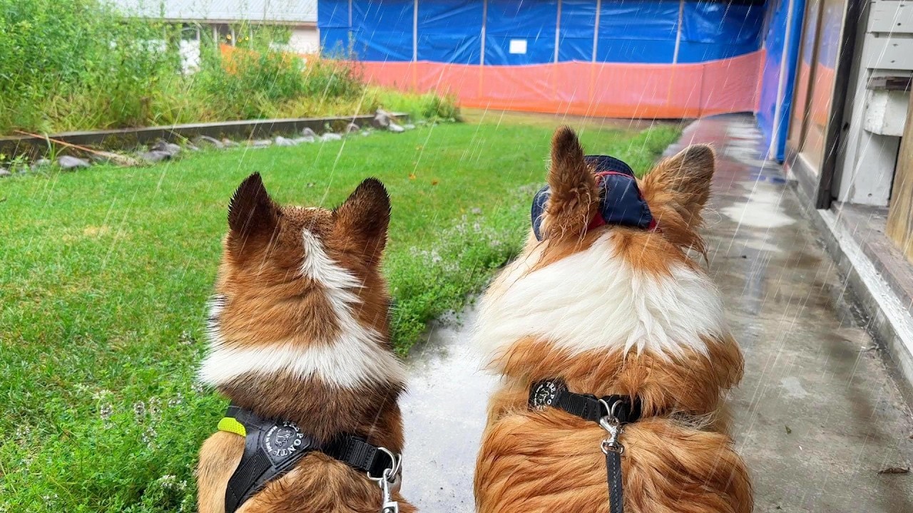 想定外の『大雨』の中、ずぶ濡れ覚悟で犬達と『お出かけ』した結果…【イコロの森】
