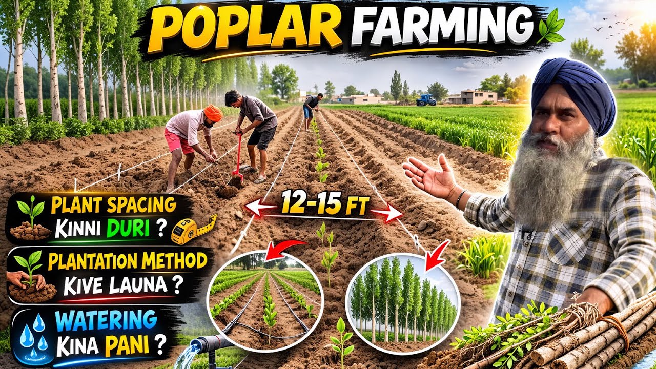 Poplar Farming Complete Guide 🌳 | Plant Spacing, Plantation Method & Watering System