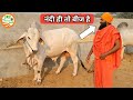 👍नंदी ही तो बीज है👍Best #Breeding #Bulls of Swami Sachidanand ji, Fatehabad, Gaushala.👍