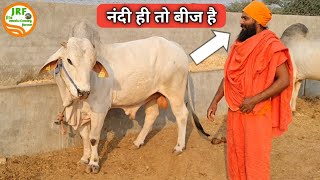 नंदी ही तो बीज हैBest #Breeding #Bulls of Swami Sachidanand ji, Fatehabad, Gaushala.