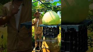 This Vegetable Is Eaten After Drying