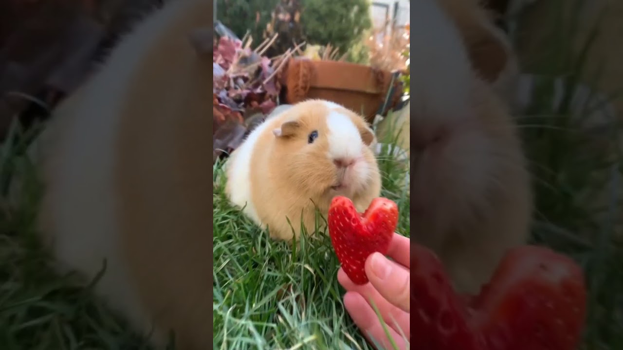 Wild Animal Growth Journey | Beautiful Transformation