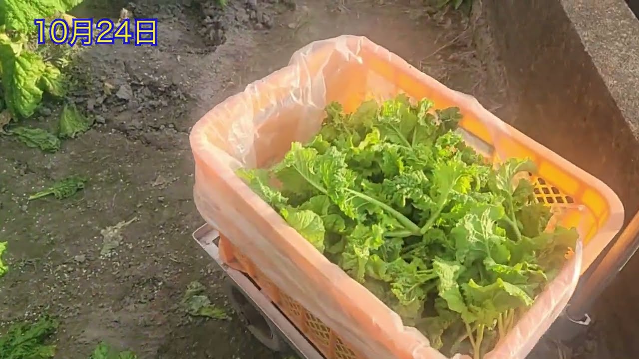 Growing rapeseed in 2022 was a series of hardships. - YouTube