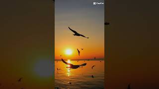 #capcut #nature #pixabay sunset beautiful moment✨ #capcut #nature #pixabay sunset beautiful moment✨