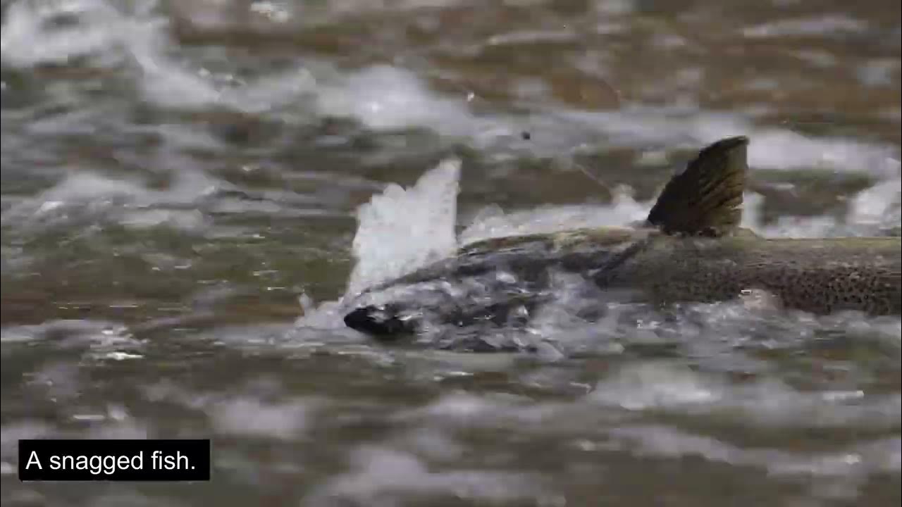 How bad anglers treat fish snagging, suffocation, laws, and ethics