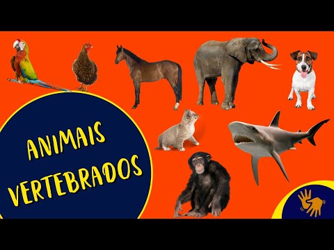 Vídeo: Animais vertebrados: sinais, características, sinais