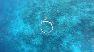 Underwater Bubble Rings towards a Reef