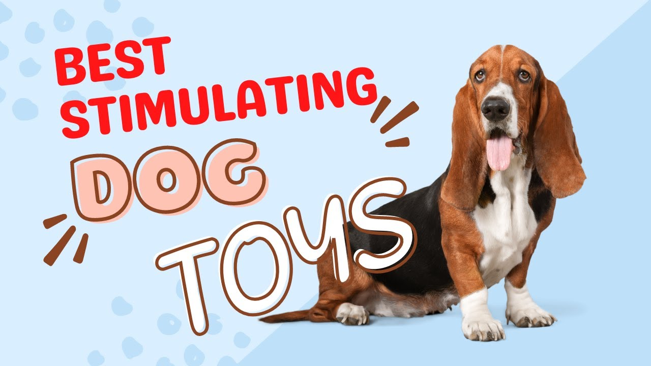 3 Best Stimulating Dog Toys shorts YouTube