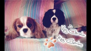 Une journée avec Nacho & Lucky  Vlog 3 Cavalier King Charles