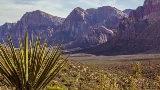 Wave Mage Yoga Bird Promo