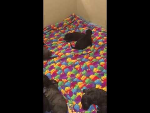 timbercreek irish wolfhounds