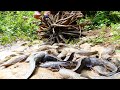 A Lot Of Fish! Today A Fisherman Catch Fish A Lot, Catch by hand, Catfish in Rainy Season