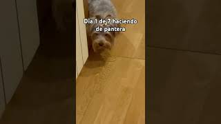 Día 1, nueva serie 😜. Simba haciendo de pantera￼ #perros #music #pets #mascotas #puppy
