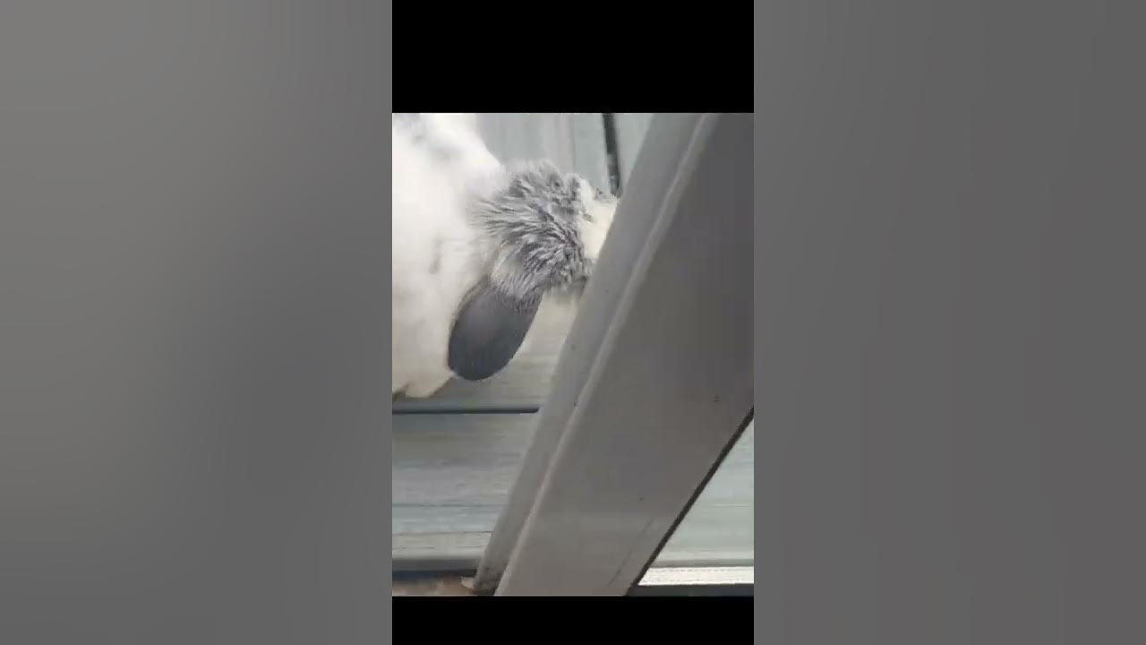 What does Hopper do all day? 🐇🤔 YouTube