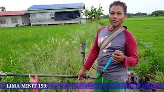 Potong daun padi untuk meningkatkan hasil.