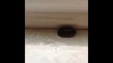 David Lopez Vine This thug broke into my house this morning #remake #favthings #loop