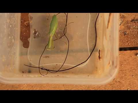 This Video Of 3 Horsehair Worms Emerging From A Praying Mantis Is The Most Scarring Thing On The Internet