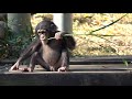 Nov 2020 Tama zoo chimps, Cheerful Baby Ibuki