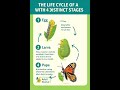 🦋 The Magical Life Cycle of a Butterfly 🐛➡️🦋