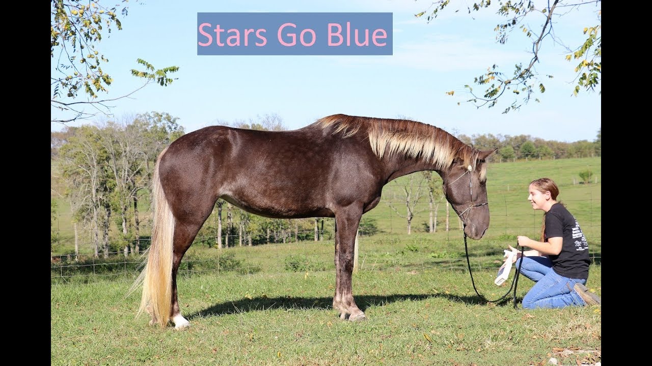 SOLD Beautiful chocolate PROFESSIONALLY trained Rocky Mountain Horse