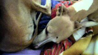 The father help is wife in chidbirth of their puppies (part 2)