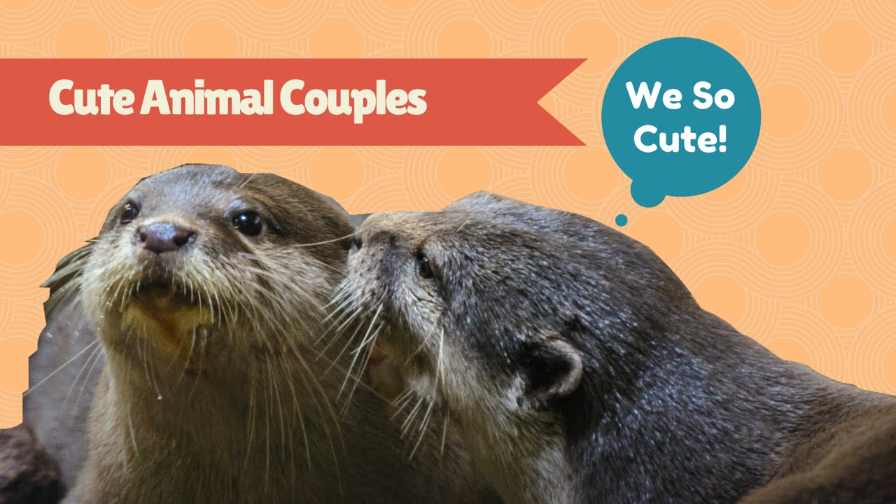 Cute Animal Couples - YouTube