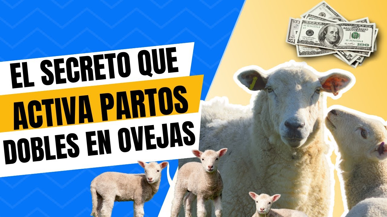 🔒 El secreto que activa partos dobles en ovejas
