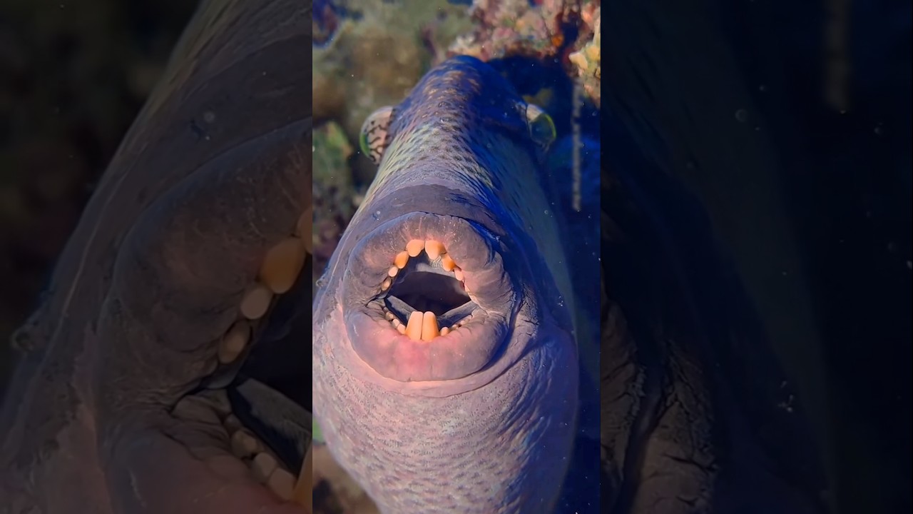 The most dangerous fish 