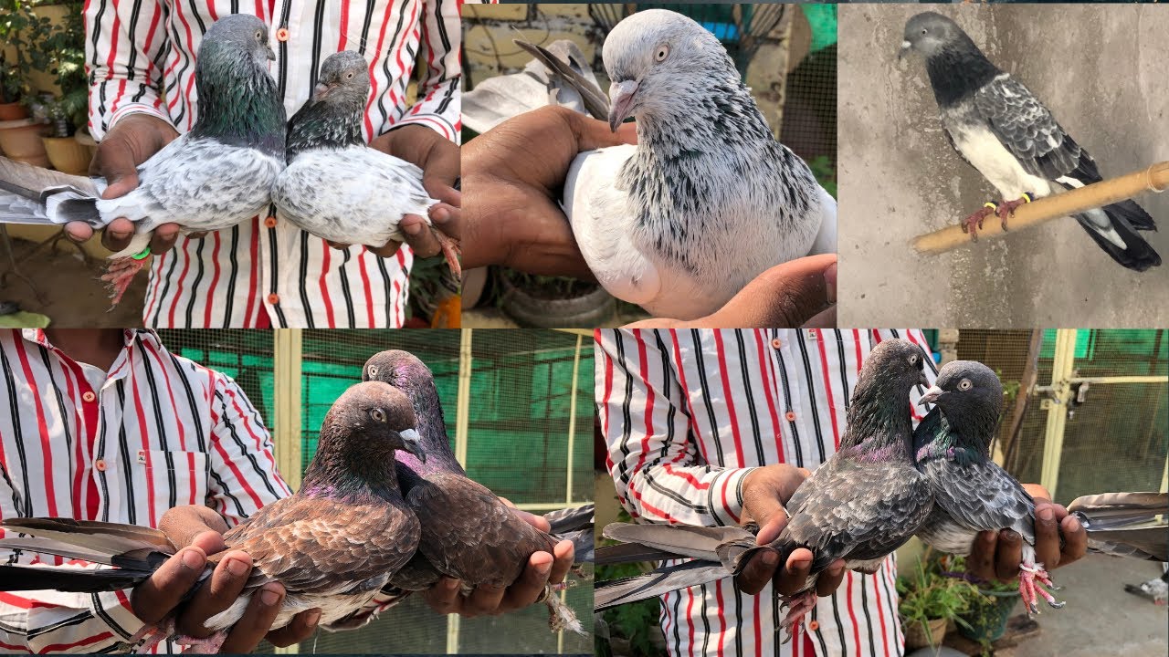 अफ़सर भाई के नायब राजस्थानी पुरानी नस्लों के कबूतरों का शोख़ #oldbreed #oldgold #rajasthani 