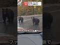 近づいてきた熊の思わぬ行動