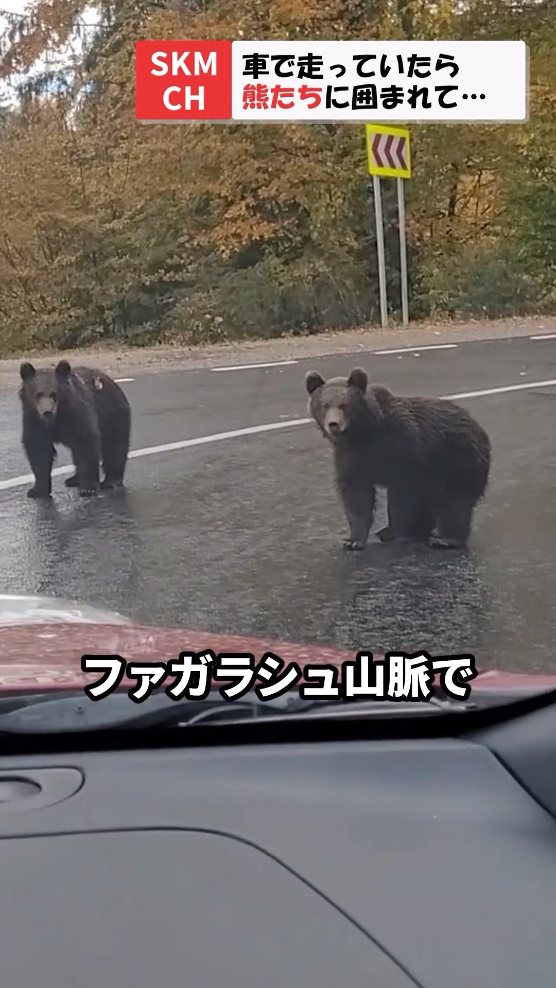 Unexpected behavior of approaching bear - YouTube