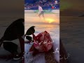 على حسب وداد قلبي