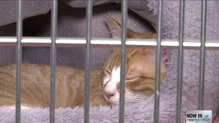 Scammers use AI to target people looking to adopt pets