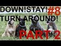 Pitbull training down! stay! turn around! pit bull obedience puppy to dog basic k9 Pitbull training down! stay! turn around! pit bull obedience puppy to dog basic k9